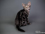 Кошки, котята Американская короткошерстная, цена 20000 Грн., Фото