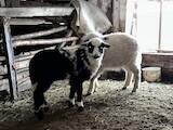 Животноводство,  Сельхоз животные Бараны, овцы, цена 1000 Грн., Фото