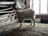 Животноводство,  Сельхоз животные Бараны, овцы, цена 1000 Грн., Фото