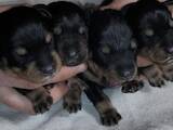Собаки, щенки Ягдтерьер, цена 5000 Грн., Фото