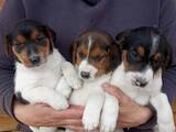 Собаки, щенки Эстонская гончая, цена 800 Грн., Фото