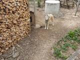 Собаки, щенки Западно-Сибирская лайка, цена 4500 Грн., Фото