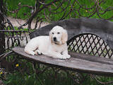 Собаки, щенки Золотистый ретривер, цена 25000 Грн., Фото