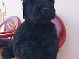 Собаки, щенята Чорний тер'єр, ціна 25000 Грн., Фото