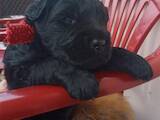 Собаки, щенки Черный терьер, цена 25000 Грн., Фото