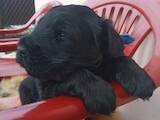 Собаки, щенята Чорний тер'єр, ціна 25000 Грн., Фото