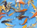 Рыбки, аквариумы Рыбки, цена 400 Грн., Фото