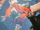 Рибки, акваріуми Корм, ціна 400 Грн., Фото