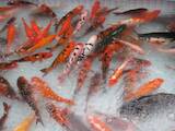 Рибки, акваріуми Корм, ціна 400 Грн., Фото