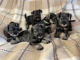 Собаки, щенки Цвергшнауцер, цена 17000 Грн., Фото