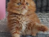 Кішки, кошенята Персидська, ціна 3500 Грн., Фото