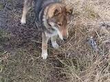 Собаки, щенки Западно-Сибирская лайка, цена 8000 Грн., Фото