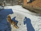 Собаки, щенята Західно-Сибірська лайка, ціна 8000 Грн., Фото