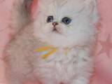 Кішки, кошенята Персидська, ціна 20000 Грн., Фото