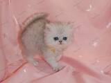 Кошки, котята Персидская, цена 20000 Грн., Фото