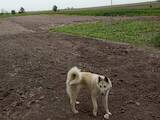 Собаки, щенки Западно-Сибирская лайка, цена 200 Грн., Фото