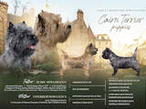 Собаки, щенки Кернтерьер, цена 44500 Грн., Фото