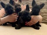 Собаки, щенята Кернтерьер, ціна 44500 Грн., Фото