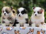 Собаки, щенята Вельш коргі пемброк, ціна 37000 Грн., Фото