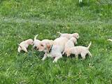 Собаки, щенки Лабрадор ретривер, цена 8000 Грн., Фото