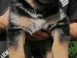 Собаки, щенята Німецька вівчарка, ціна 4000 Грн., Фото
