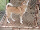 Собаки, щенки Западно-Сибирская лайка, цена 3800 Грн., Фото