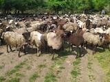 Тваринництво,  Сільгосп тварини Барани, вівці, ціна 70 Грн., Фото