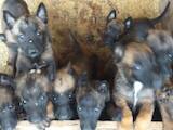 Собаки, щенки Бельгийская овчарка (Малинуа), цена 5000 Грн., Фото