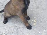 Собаки, щенята Бельгійська вівчарка (Малінуа), ціна 5000 Грн., Фото