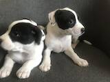 Собаки, щенки Американский стаффордширский терьер, цена 4000 Грн., Фото