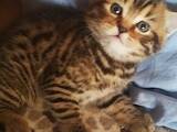 Кошки, котята Шотландская короткошерстная, цена 4500 Грн., Фото