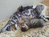 Кішки, кошенята Шотландська короткошерста, ціна 4500 Грн., Фото