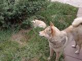 Собаки, щенки Западно-Сибирская лайка, цена 20000 Грн., Фото