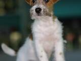 Собаки, щенята Джек Рассел тер'єр, ціна 38000 Грн., Фото