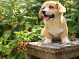 Собаки, щенята Вельш коргі пемброк, ціна 45000 Грн., Фото