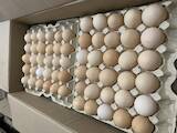Продовольствие Яйца, цена 27 Грн., Фото