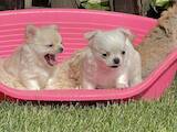 Собаки, щенки Чихуа-хуа, цена 25000 Грн., Фото