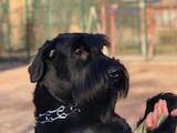 Собаки, щенята Різеншнауцер, ціна 100 Грн., Фото
