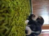 Собаки, щенята Бігль, ціна 5000 Грн., Фото