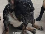 Собаки, щенята Французький бульдог, ціна 8000 Грн., Фото