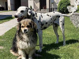 Собаки, щенята Далматин, Фото
