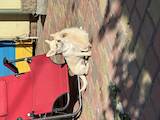 Собаки, щенята Чихуа-хуа, ціна 10000 Грн., Фото