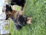Собаки, щенята Німецька вівчарка, ціна 5000 Грн., Фото