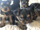 Собаки, щенки Йоркширский терьер, цена 6500 Грн., Фото