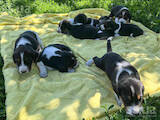 Собаки, щенки Эстонская гончая, цена 6000 Грн., Фото