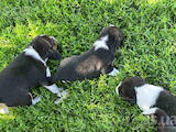 Собаки, щенки Эстонская гончая, цена 6000 Грн., Фото