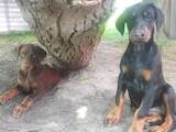 Собаки, щенки Доберман, цена 7000 Грн., Фото