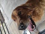Собаки, щенята Золотистий ретрівер, ціна 7000 Грн., Фото