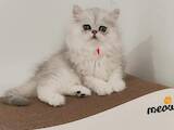 Кішки, кошенята Персидська, ціна 18000 Грн., Фото