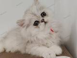 Кошки, котята Персидская, цена 18000 Грн., Фото